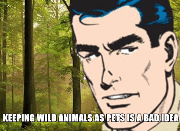 Mark wild animal Meme