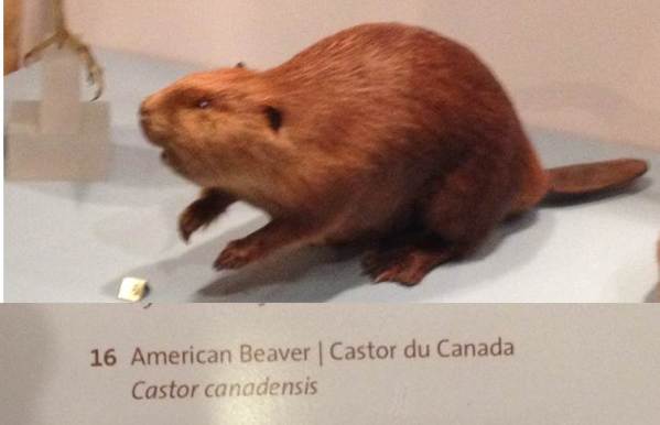Beaver1