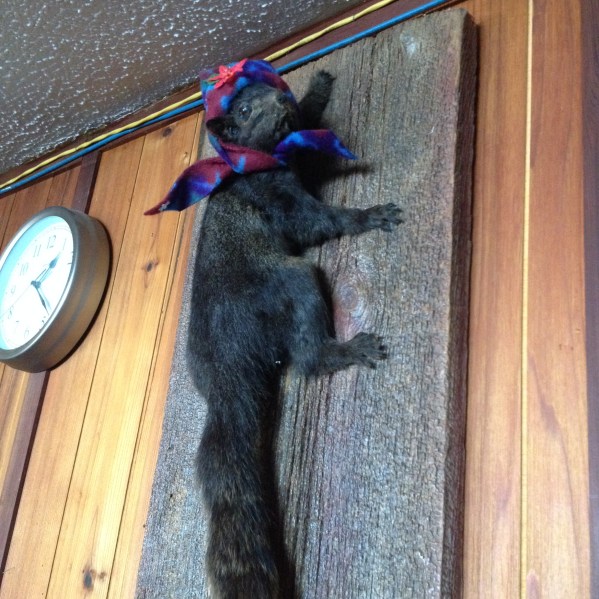 IMG_1108 hatted squirrel