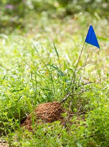 fire_ant_mound_16371103174
