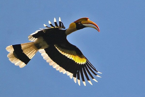 Great-Hornbill-nepal-trekking-mountains-aventure-himalayas